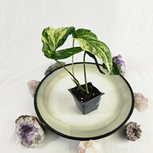Load image into Gallery viewer, Amydrium Zippelianum, not Medium, Variegated 2.5" pot, Fedex 2day*
