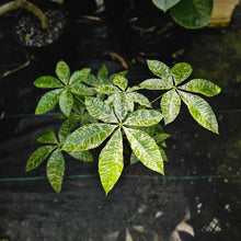 Load image into Gallery viewer, Pachira Aquatica Money Tree, Exact Plant Variegated grafted
