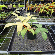Load image into Gallery viewer, Philodendron Florida Ghost, Exact Plant Ships Nationwide
