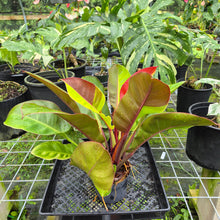 Load image into Gallery viewer, Philodendron Red Moon. not Yellow Flame, Exact Plant Variegated
