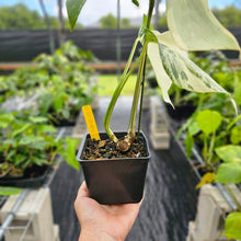 Load image into Gallery viewer, Monstera Borsigiana Albo Deliciosa, Exact Plant Variegated Ships Nationwide
