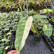 Load image into Gallery viewer, Philodendron Jose Buono Variegated exact plant, Fedex 2day*
