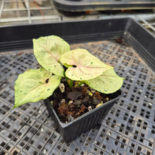 Load image into Gallery viewer, Syngonium Green Splash, Exact Plant Variegated Ships Nationwide
