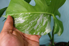 Load image into Gallery viewer, Variegated Monstera Borsigiana Albo Exact Plant Ships nationwide
