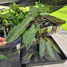 Load image into Gallery viewer, Philodendron Atabapoense exact plant, Fedex 2day*
