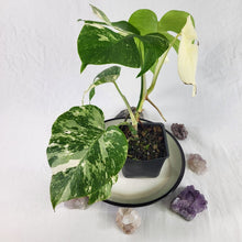 Load image into Gallery viewer, Monstera Borsigiana Albo Deliciosa, Exact Plant Variegated Ships Nationwide
