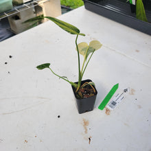 Load image into Gallery viewer, Monstera deliciosa green snow, Exact Plant Ships Nationwide
