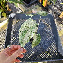 Load image into Gallery viewer, Alocasia Odora Batik Variegated 2.5&quot; Pot, Fedex 2 day*
