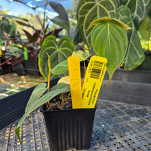 Load image into Gallery viewer, Philodendron Hederaceum Micans Aurea, Exact Plant Variegated Ships Nationwide

