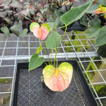 Load image into Gallery viewer, Anthurium Speckled Butterfly Shibori AFF, Exact Plant Variegated
