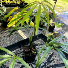 Load image into Gallery viewer, Anthurium Polydactylum, Exact Plant Ships Nationwide
