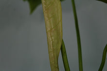 Load image into Gallery viewer, Philodendron Pastazanum, exact plant, ships nationwide
