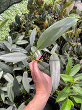 Load image into Gallery viewer, Philodendron Hastatum Silver Sword Narrow Form 2.5" pot, Fedex 2day*
