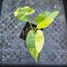 Load image into Gallery viewer, Alocasia Gageana Aurea, Exact Plant Variegated
