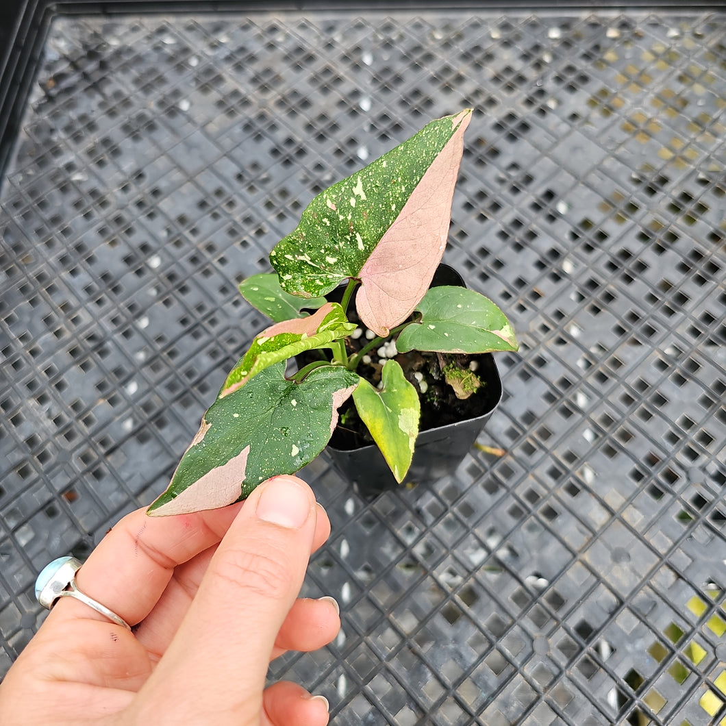 Syngonium Red Spot Tricolor, Exact Plant Variegated Ships Nationwide