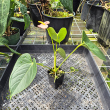 Load image into Gallery viewer, Anthurium Shibori Variegated exact plant, Fedex 2day*
