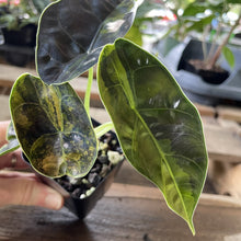 Load image into Gallery viewer, Alocasia Azlanii Aurea variegated exact plant, Fedex 2day*

