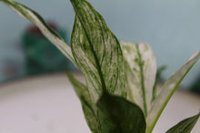 Load image into Gallery viewer, Variegated Spathyphyllum Jessica Exact Plant
