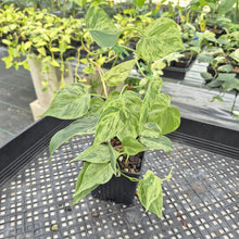 Load image into Gallery viewer, Philodendron Hederaceum, Heart Leaf Variegated exact plant, Fedex 2day*
