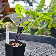 Load image into Gallery viewer, Alocasia Macrorhizza Black Stem, Exact Plant Variegated
