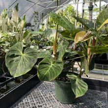 Load image into Gallery viewer, Philodendron Verrucosum Melon exact plant, Fedex 2day

