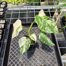 Load image into Gallery viewer, Monstera Borsigiana Albo Deliciosa Variegated exact plant, Fedex 2day*
