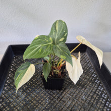 Load image into Gallery viewer, Philodendron Gloriosum variegated type 2 "Double", exact plant, Fedex 2day*
