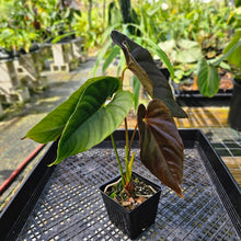 Load image into Gallery viewer, Anthurium Moodeanum, Exact Plant Mutated Leaf!
