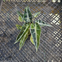 Load image into Gallery viewer, Alocasia Bambino, Exact Plant Variegated Ships Nationwide
