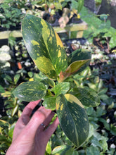 Load image into Gallery viewer, Philodendron Green Congo Nuclear Variegated 2.5" pot, Fedex 2day*
