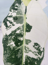 Load image into Gallery viewer, Frydek, Exact Plant, variegated Alocasia
