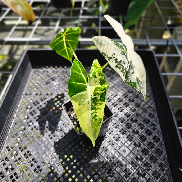 Alocasia Frydek, Exact Plant Variegated