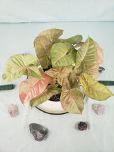Load image into Gallery viewer, Pink Spot, Exact Plant, multi pot of 3, variegated Syngonium

