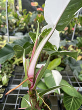Load image into Gallery viewer, Philodendron White Princess Variegated exact plant, Fedex 2day*
