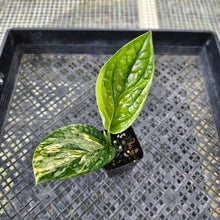 Load image into Gallery viewer, Monstera Peru &quot;Karstenianum&quot;, Exact Plant Variegated Ships Nationwide

