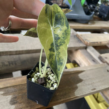 Load image into Gallery viewer, Alocasia Sedenii Aurea Variegated exact plant, Fedex 2day*
