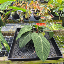 Load image into Gallery viewer, Anthurium Villenaorum, Exact Plant Ships Nationwide
