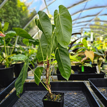 Load image into Gallery viewer, Anthurium Angamarcanum , Exact Plant
