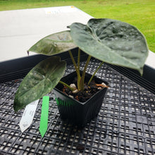Load image into Gallery viewer, Alocasia Wentii, Exact Plant Variegated Ships Nationwide
