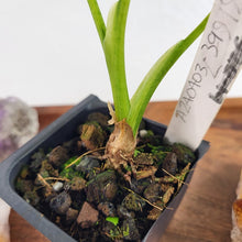 Load image into Gallery viewer, Alocasia Gageana Aurea Variegated 2.5&quot; starter pot, ships nationwide
