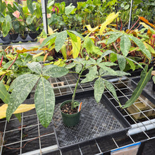 Load image into Gallery viewer, Pachira Aquatica Money Tree, Exact Plant Variegated Ships Nationwide

