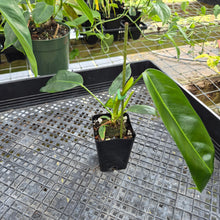 Load image into Gallery viewer, Philodendron Patriciae, Exact Plant Ships Nationwide
