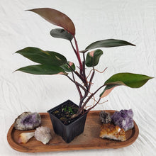 Load image into Gallery viewer, Philodendron Pink Princess Variegated 4&quot; pot, ships nationwide
