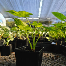 Load image into Gallery viewer, Alocasia Gageana Aurea, Exact Plant Variegated
