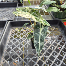 Load image into Gallery viewer, Alocasia polly snowflake variegated, Exact Plant Ships Nationwide.
