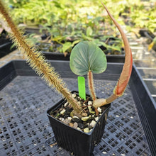 Load image into Gallery viewer, Philodendron Serpens, Exact Plant Ships Nationwide
