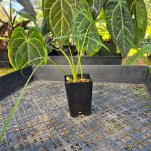 Load image into Gallery viewer, Philodendron Polypodoides, Exact Plant Ships Nationwide
