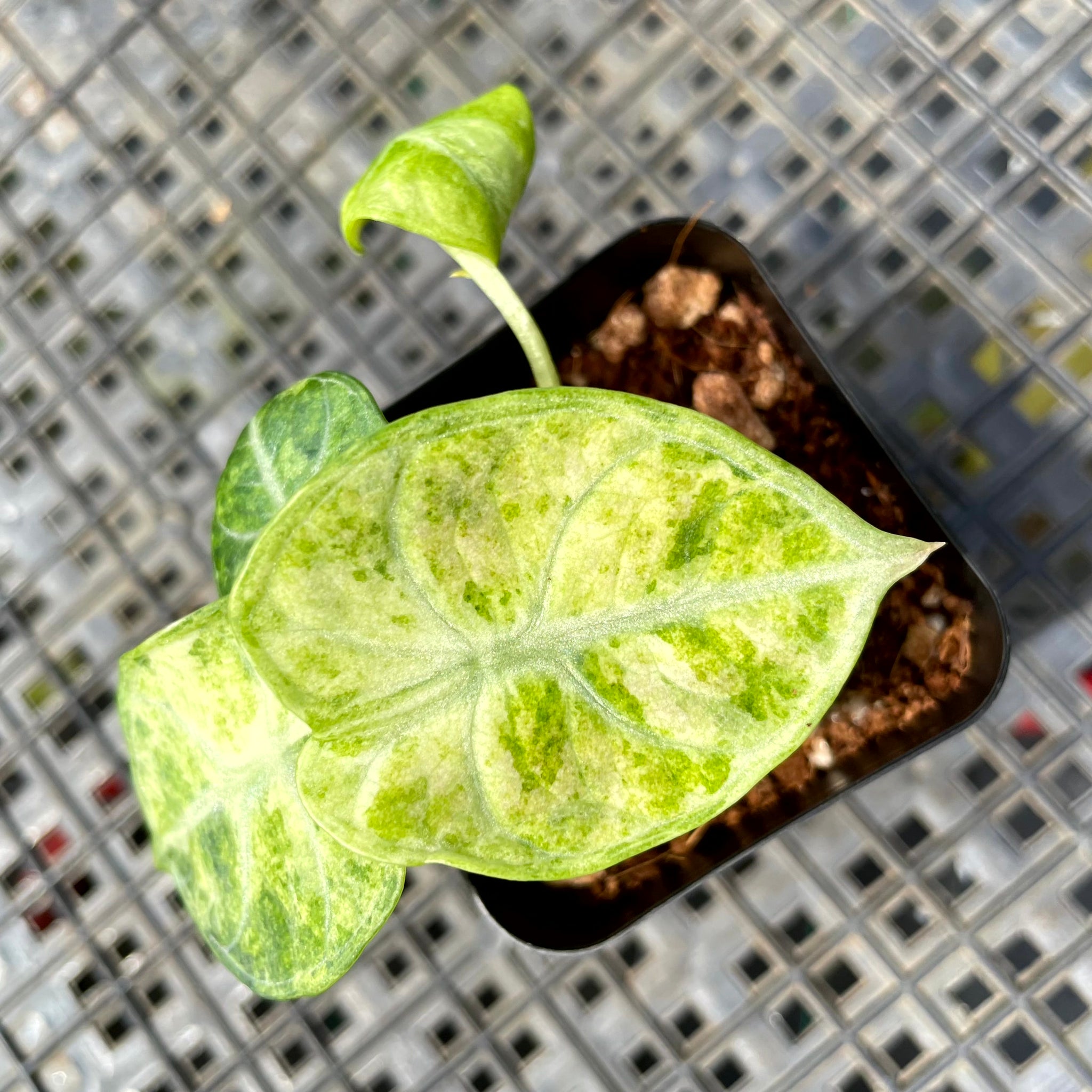 Alocasia Ninja Tricolor, Exact Plant Variegated Ships Nationwide