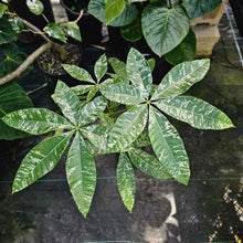 Load image into Gallery viewer, Pachira Aquatica Money Tree, Exact Plant Variegated grafted
