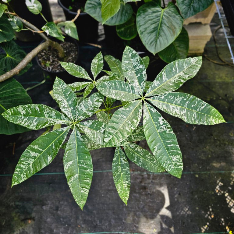 Pachira Aquatica Money Tree, Exact Plant Variegated grafted